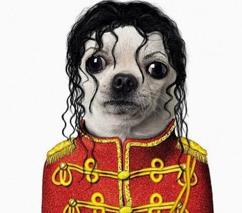 MICHAEL JACKSON IMPERSONATER, funny, abstract, animal, dog, HD wallpaper |  Peakpx