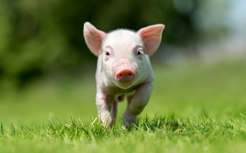 little pink pig, funny animals, farm, pig, green grass, HD wallpaper