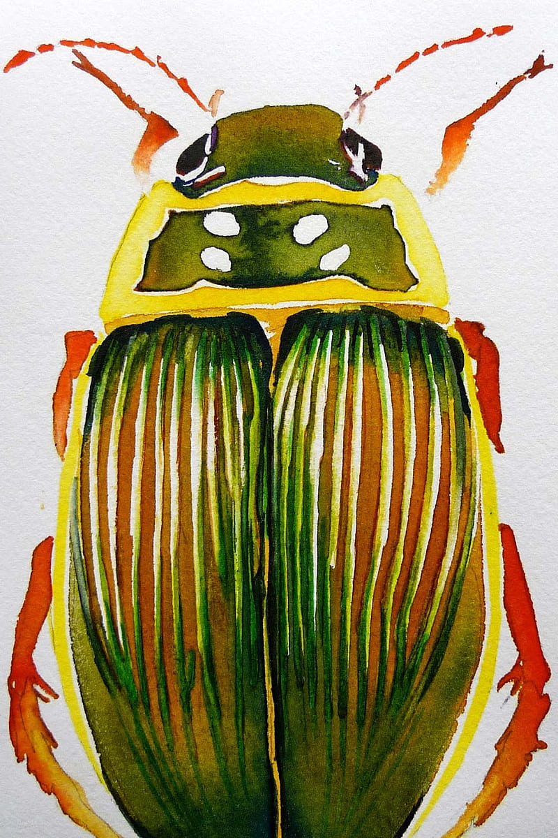 Watercolour Beetle, abstract, animals, art, bugs, cool, insects, paint, HD phone wallpaper
