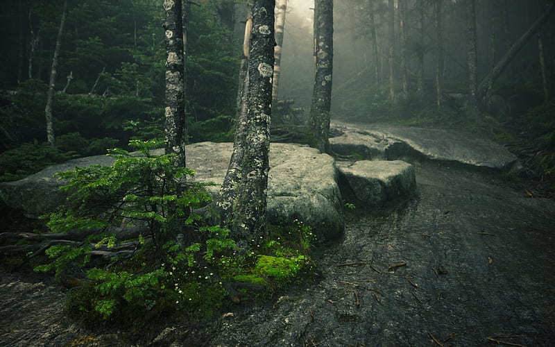 Misty Day In The Forest, HD wallpaper