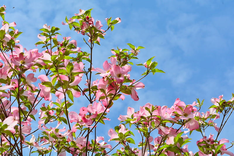 A Beautiful Spring Day, dogwood, pink flowers, pink dogwood, spring day, beautiful day, HD wallpaper