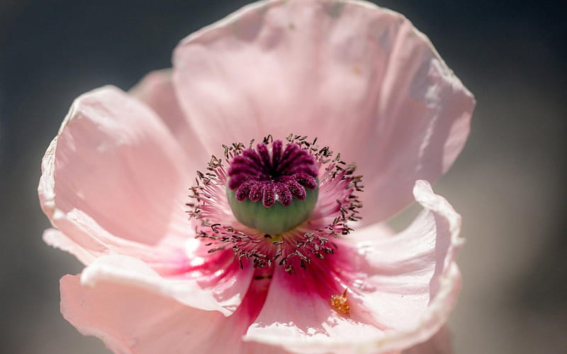 Pink poppy, poppy, flower, pink, macro, HD wallpaper | Peakpx