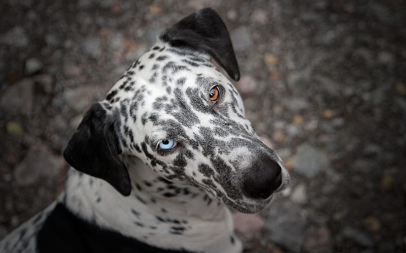 Dalmatian Dog, heterochromia, close-up, domestic dog, pets, dogs, cute animals, Dalmatian, HD wallpaper