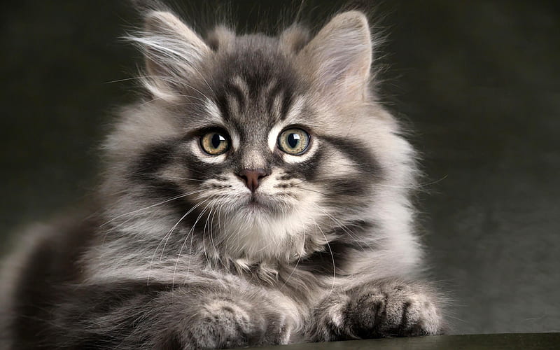 Maine Coon, kitten, fluffy cat, cute animals, close-up, gray Maine Coon, pets, cats, domestic cats, Maine Coon Cat, HD wallpaper