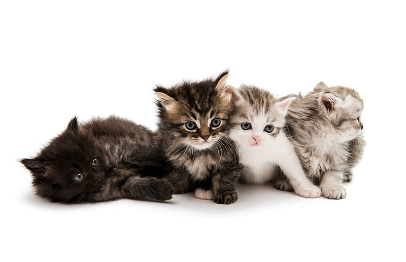 Four cute kittens, kittens, cute, cats, animals, HD wallpaper | Peakpx