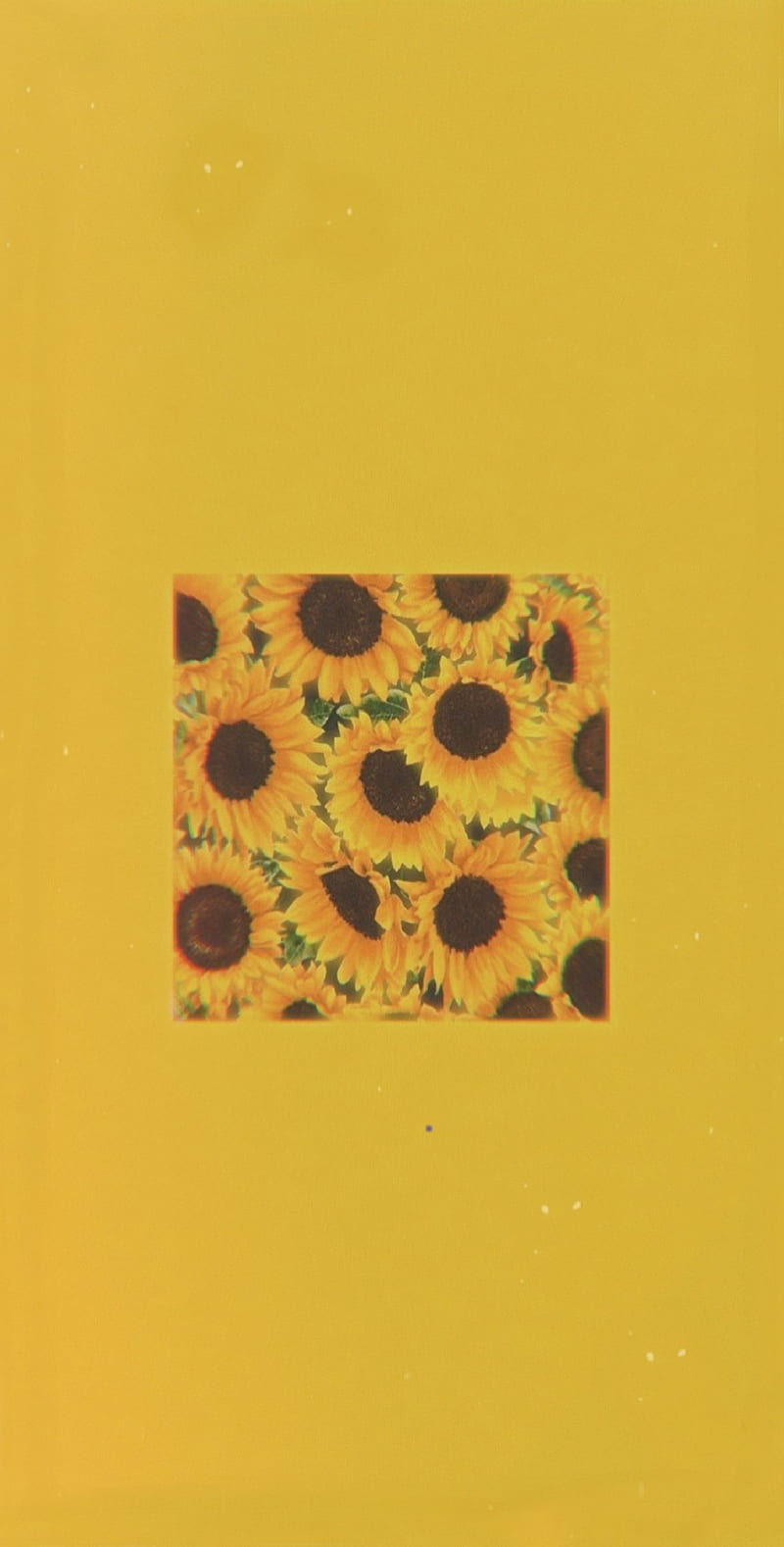 Aesthetic Sunflowers, aestethic, aesthetic, simple, sunflower, yellow, HD phone wallpaper