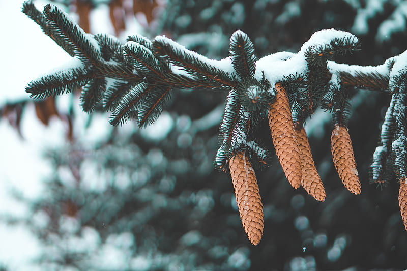 cones, fir, needles, branch, snow, HD wallpaper