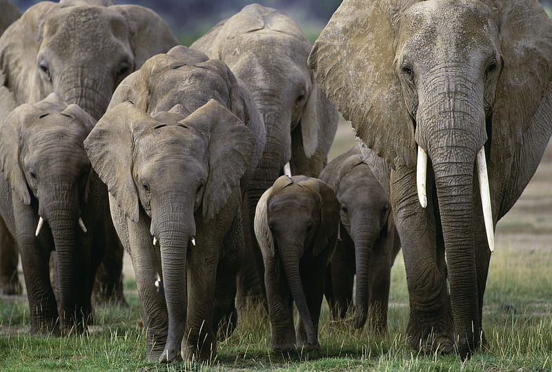 african elephant herd, animal, herd, elephant, african, HD wallpaper
