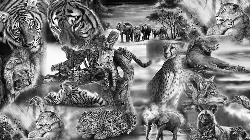 Wild and, elephants, cheetah, Africa, gray, Peter Williams art, black and  white, HD wallpaper | Peakpx