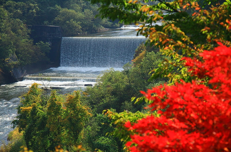 Wonderful Cascade, wonderful, high definition, background, yellow, curtain, nice, lavandas, multicolor, scenario, landscapes, creeks, flowers, beauty, forests, paisage, wood, rivers, declive, paysage, trees, waterfalls, panorama, water, cool, awesome, garden, computer, white, red, colorful, splendid, lavenders, bonito, seasons, trunks, silver, graphy, leaves, roots, cascades, green, grove, scenery, amazing, view, plantation, colors, spring, leaf, paisagem, plants, day, colours, nature, branches, pc, natural, scene, HD wallpaper