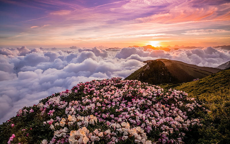 Taiwan, mountains above the clouds, mountain landscape, pink mountain flowers, Rhododendron, white clouds from above, Asia, HD wallpaper