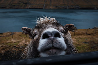 Sheep, funny, animal, cute, peeking, HD wallpaper | Peakpx