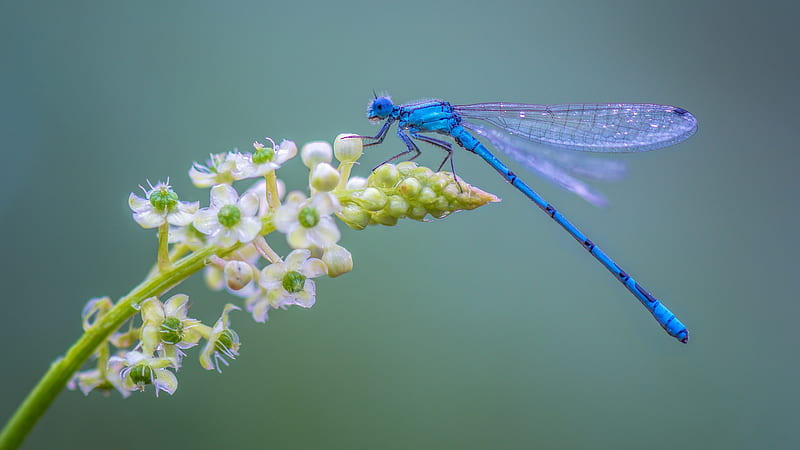 Dragonfly, blue, libelula, green, insect, flower, white, HD wallpaper