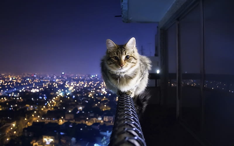 Cat at night-Cute little kitty cat living, HD wallpaper