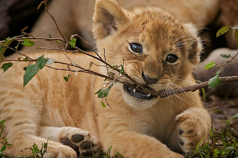 ●▬ Baby Cub ▬●, Lion, Chewing, Cub, Branch, HD wallpaper