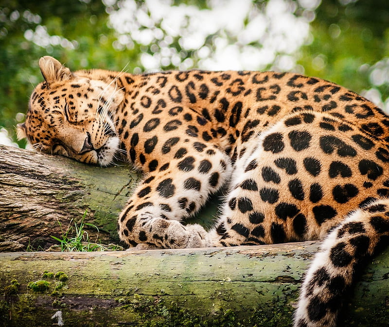 Download free HD wallpaper from above link! #leopard #tree #laying