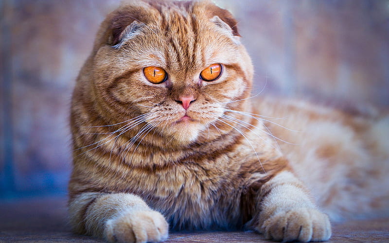 Scottish Fold, big golden eyes, big gray cat, cute animals, cats, HD wallpaper