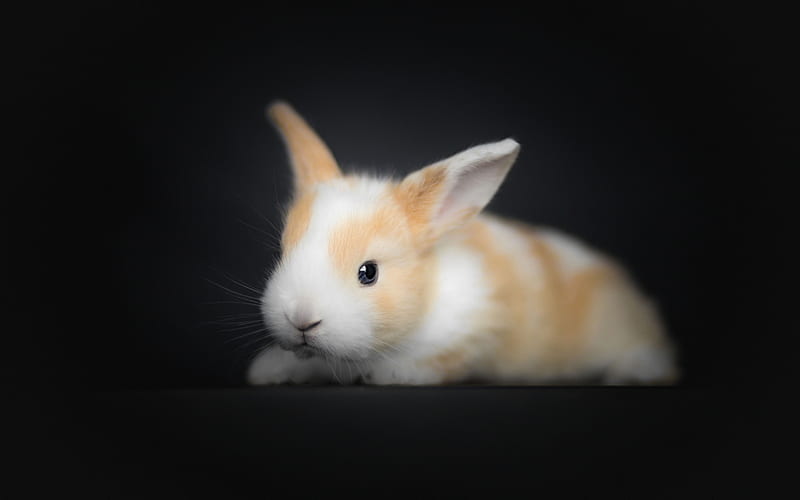 small fluffy rabbit, bunny, small cute animals, white brown rabbit, HD wallpaper