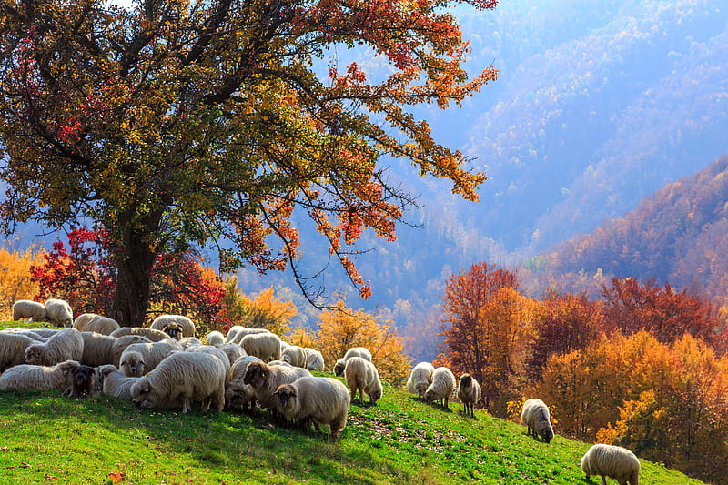 Sheeps, sheep, autumn, lamb, field, animal, HD wallpaper