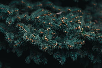 Evergreen 4K wallpapers for your desktop or mobile screen free and easy to  download
