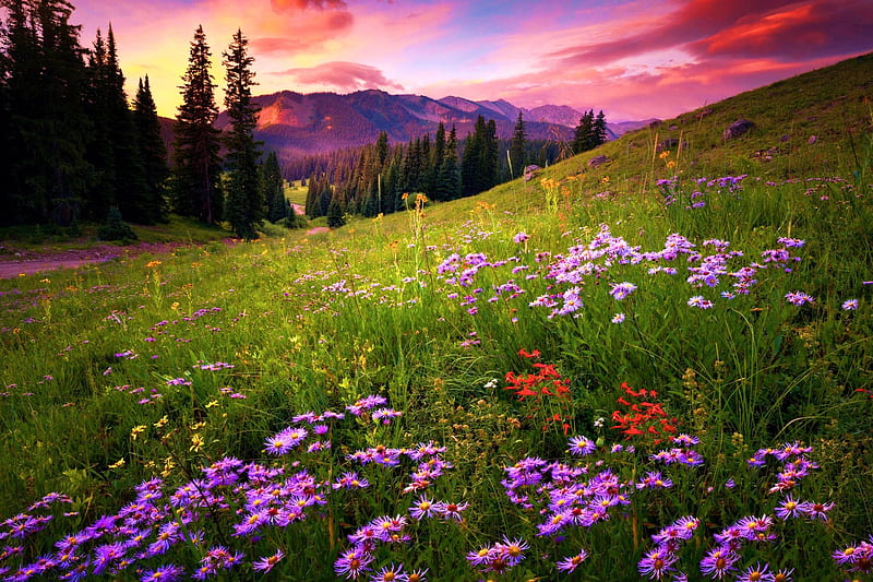 Colorado Summer, sunset, clouds, sky, flowers, blossoms, trees, HD wallpaper