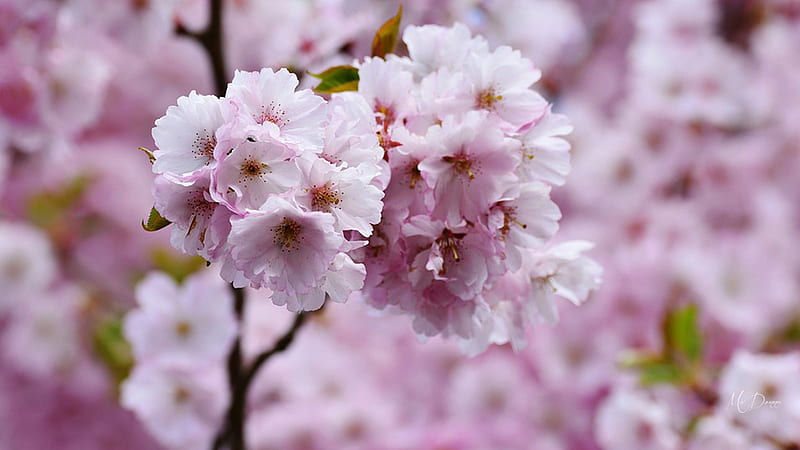 Cherry Blossoms II, spring, pink, sakura, flowers, plum blossoms, cherry blossoms, HD wallpaper