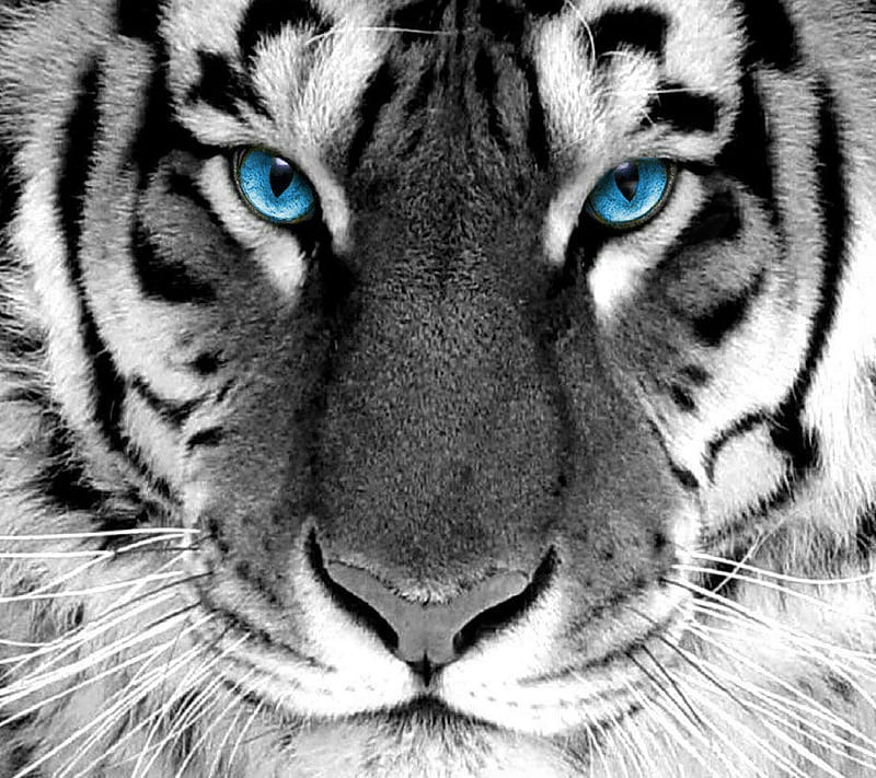 White tiger-Creative Design, HD wallpaper | Peakpx