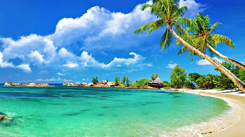 Tropical Palm Beach, Kerala Beach, HD wallpaper