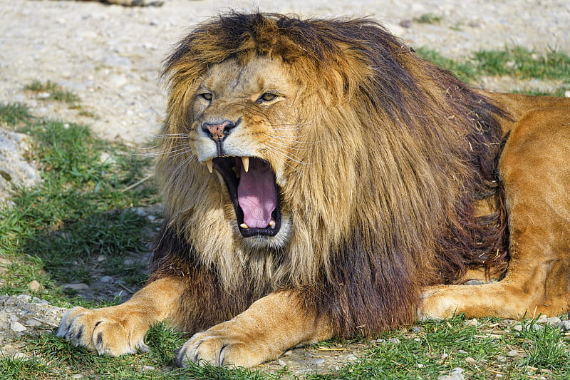 lion, yawn, animal, predator, big cat, HD wallpaper
