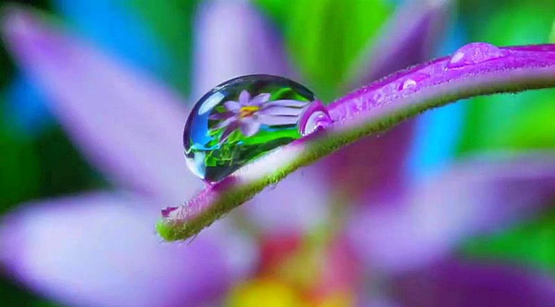 World in a Dew Drop, Purple, RainDrop, Drop, Droplet, Dew, Lavender ...