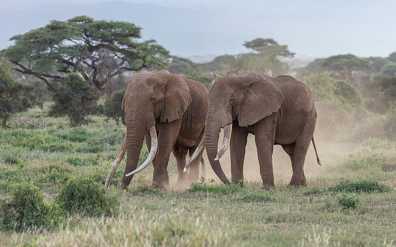 African elephants, wildlife, wild animals, elephants, Africa, evening, savannah, HD wallpaper