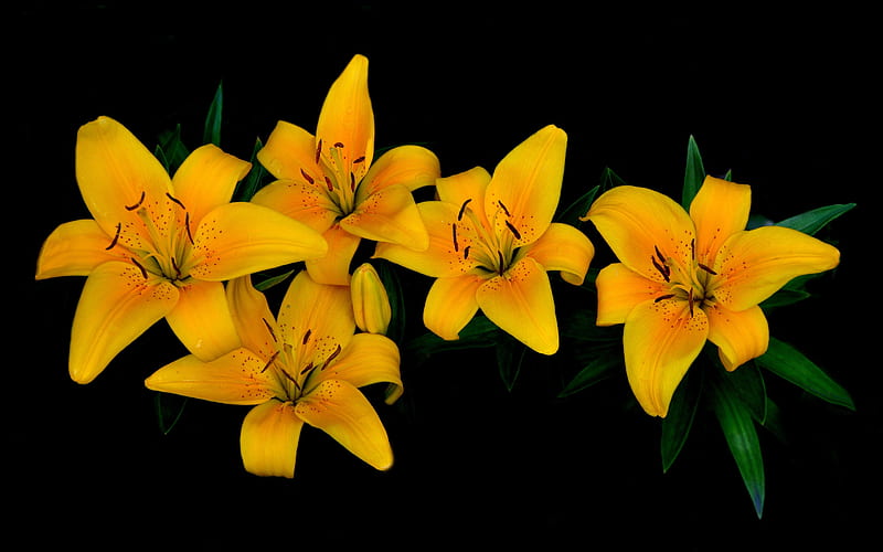 Lirios amarillos, lirio, amarillo, flores, naturaleza, Fondo de pantalla HD  | Peakpx