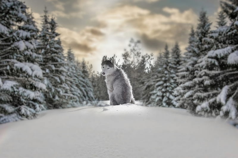 Dogs, Husky, Depth Of Field, Nature, Winter, HD wallpaper