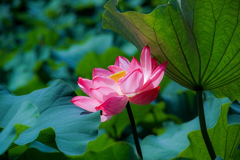 Lotus, vara, green, greenleaf, flower, summer, pink, leaf, HD wallpaper