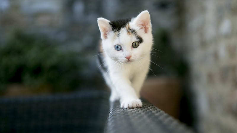 Cute White Cat, cat, animals, cute, white, HD wallpaper