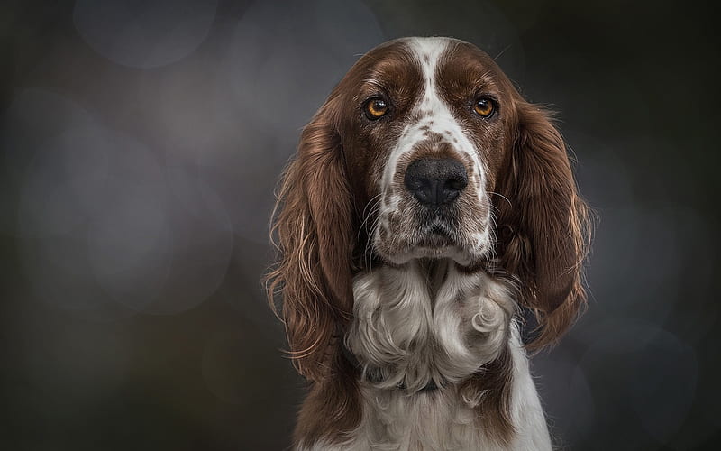 Welsh Springer Spaniel, brown dog, large long ears, cute animals, pets, Welsh Starter, HD wallpaper