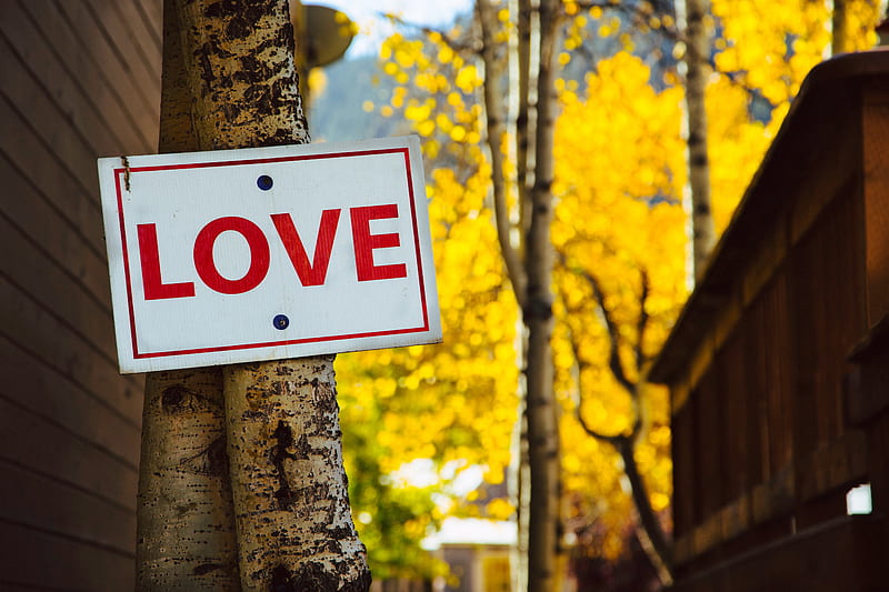 love, inscription, signboard, tree, HD wallpaper