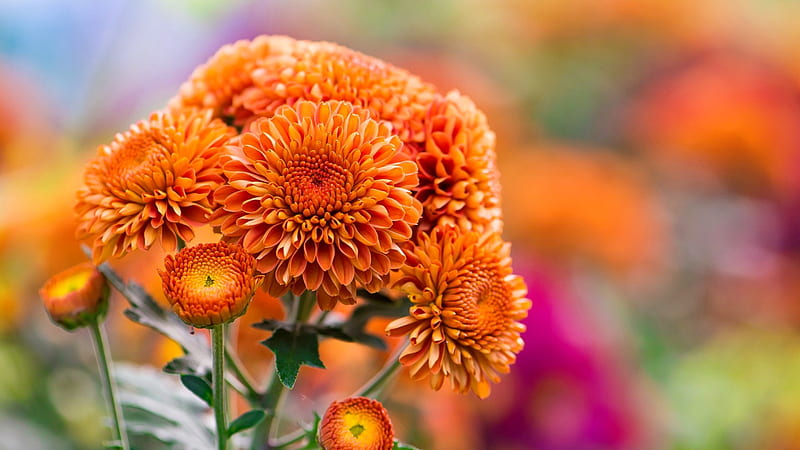 Orange chrysanthemums, pretty, orange, macro, chrysanthemums, flowers, bonito, HD wallpaper