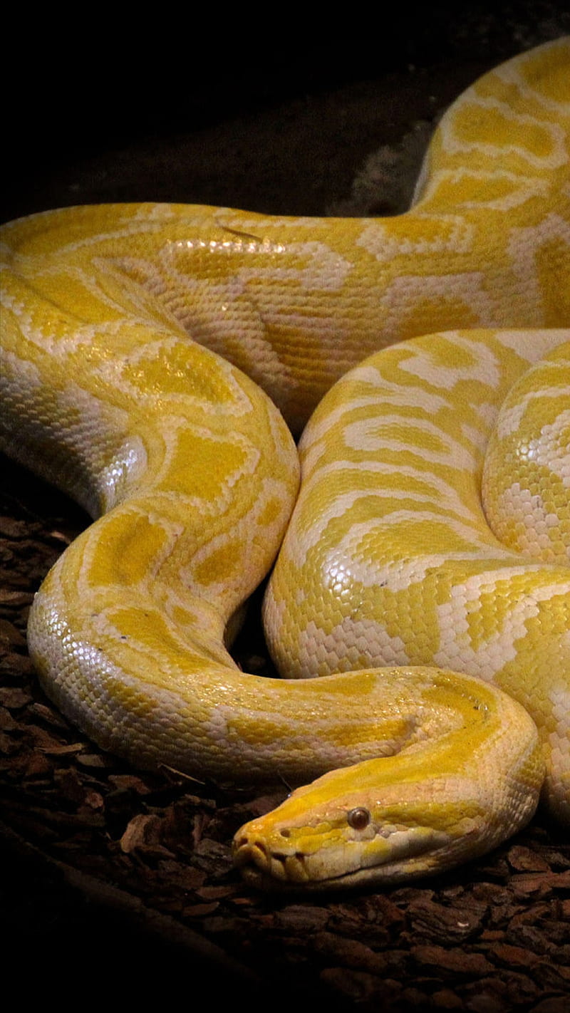 Yellow snake, python, animal, poison, HD phone wallpaper