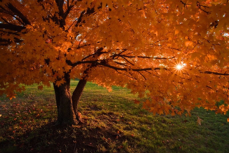Sunrise In Iowa, Sunrise, Autumn, Nature, Iowa, HD wallpaper