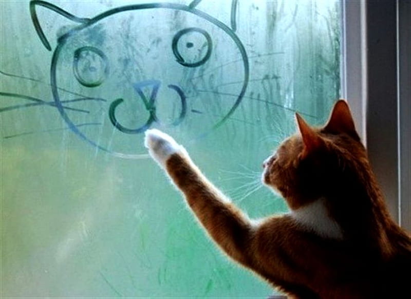 Cat artist, art, window, cat, abstract, fog, animal, draw, cute, pet, kitten, HD wallpaper