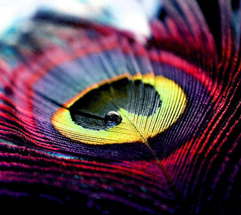 Peacock feather, red, feather, close-up, texture, black, yellow, skin, pink, HD wallpaper