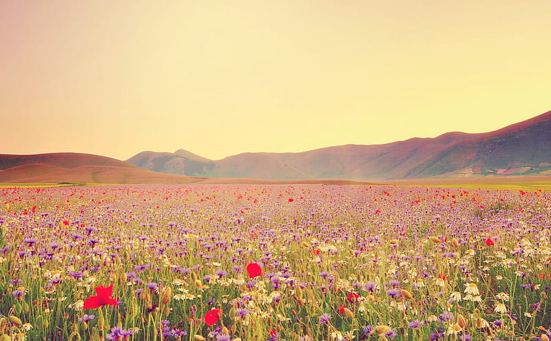 Sunny Field of Beautiful Wildflowers, sunny, nature, fields, wildflowers, HD wallpaper