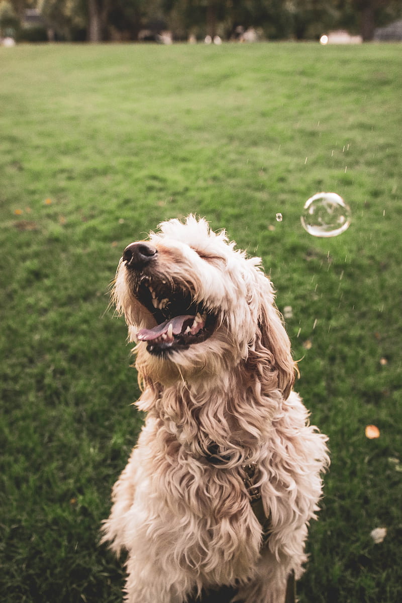 brown dog playing with bubbles, HD phone wallpaper