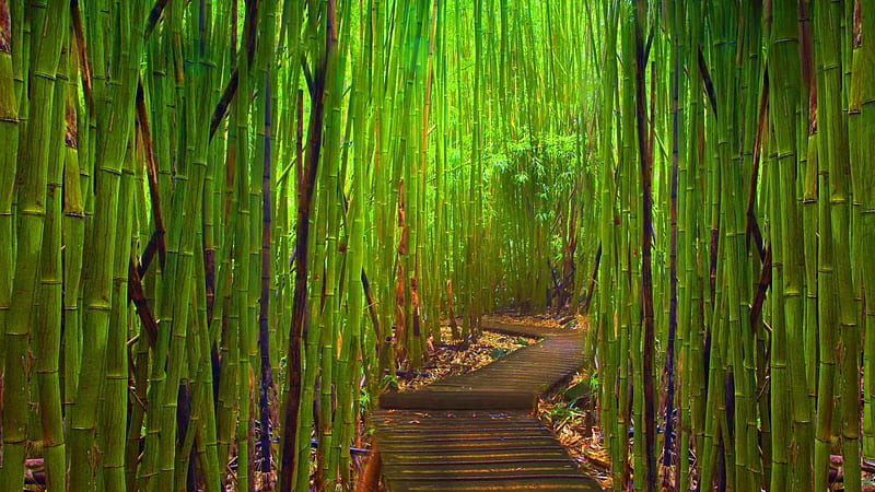 green bamboo forest, green, nature, forests, trees, bamboo, HD wallpaper
