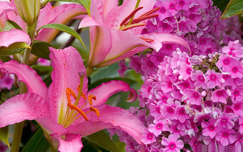 lilies and phlox-Valentines Day flowers graphy, HD wallpaper