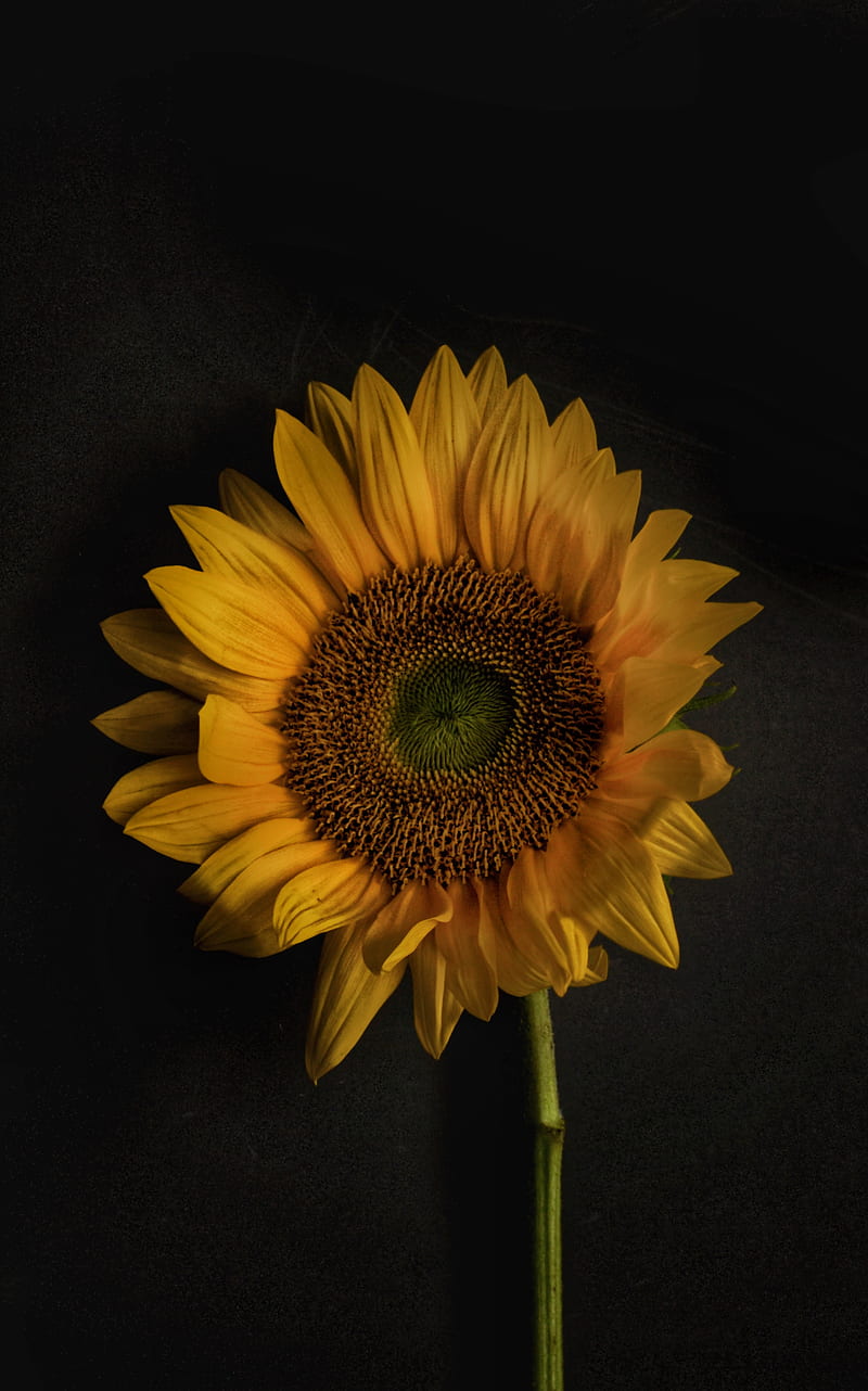sunflower, flowers, petals, yellow, bloom, HD phone wallpaper