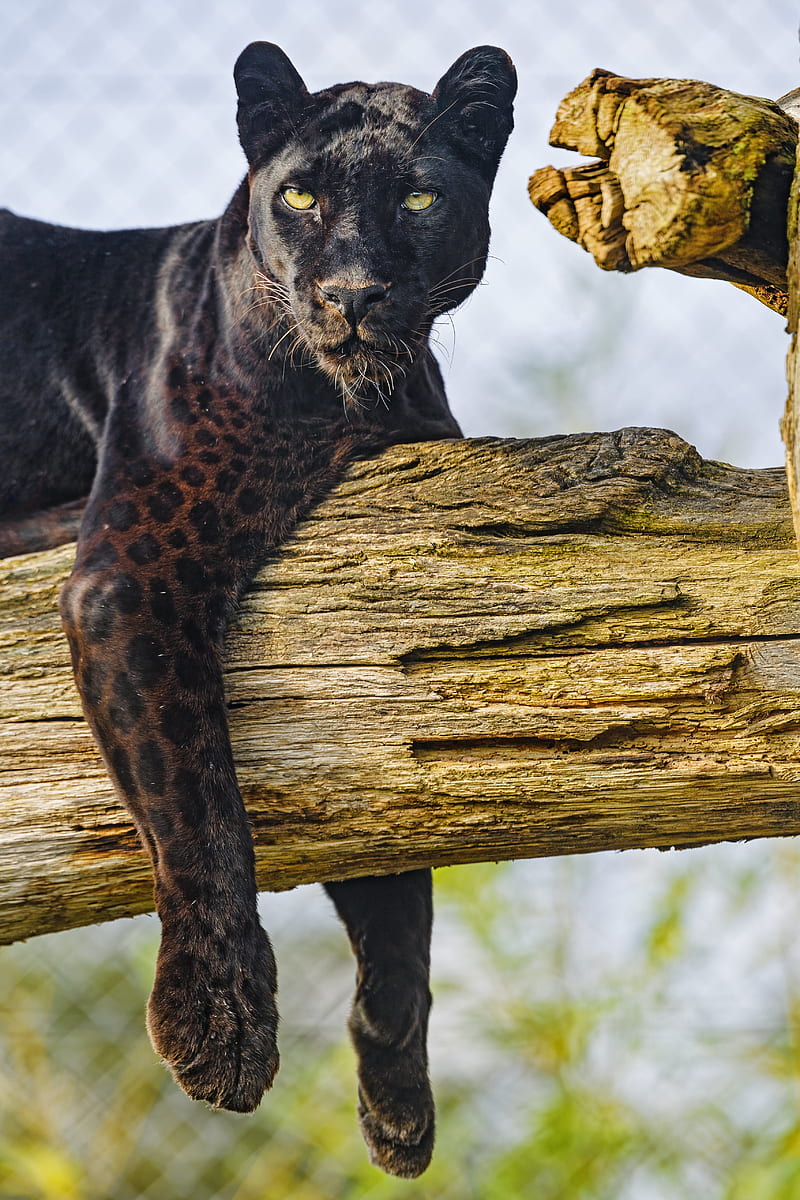 Panther, animal, big cat, predator, wild, black, HD phone wallpaper | Peakpx