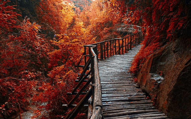 Forest Path, autum, forest, morning view, bonito, trees, wooden path, walkway, river, red leaves, HD wallpaper