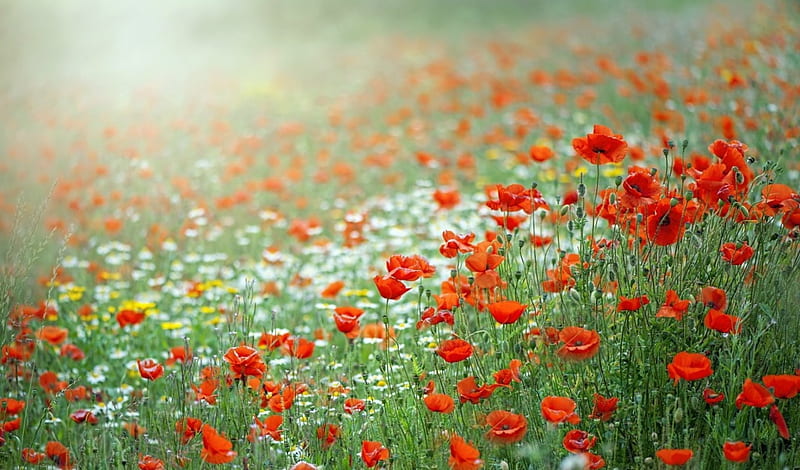 Poppies, red, poppy, green, flower, field, HD wallpaper | Peakpx
